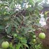 Tanaman buah jambu kristal atau yang biasa disebut dengan nama ilmiahnya psidium guajava merupakan jenis tanaman yang berasal dari hasil perubahan genetika dari. 1