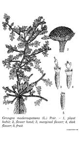 Image result for Grangea anthemoides