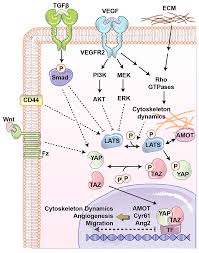 As always, save up to 90% with textbook rental. Cells Free Full Text The Role Of Yap And Taz In Angiogenesis And Vascular Mimicry Html