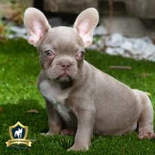 Join facebook to connect with french bulldog puppies for sale in. Isabella French Bulldog For Sale Premier French Bulldog