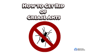 Ants make for terrible houseguests: How To Get Rid Of Grease Ants Coplete Guide Log Homes Networks