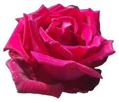 Image result for Dioscoreophyllum cumminsii