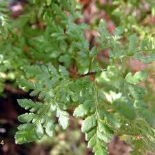 Image result for Cheilanthes similis