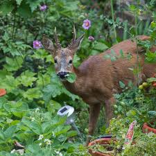 Though birds will frequent the. The Elusive Deer Proof Garden The New York Times