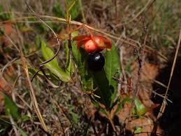 Image result for Ochna richardsiae