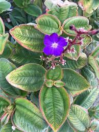 Small flowers with clusters of tiny flowers in clumps. Very Large Bush With Fuzzy Leaves And Purple Flowers Pismo Beach California Central Coast In Someone S Front Yard It S A Really Cool Plant Thanks Whatsthisplant