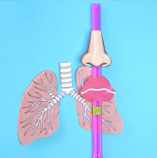 30 respiratory fun facts for kids. How To Make A Lung Model With Kids