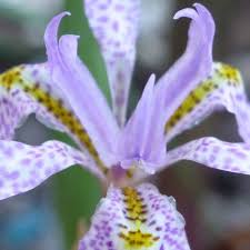 Image result for Moraea simulans