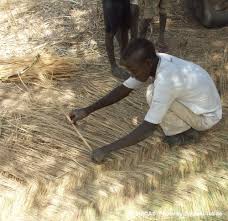 Image result for Ctenium