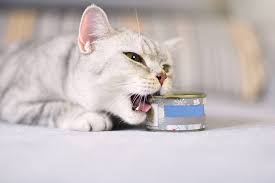 How To Deal With A Food Obsessed Cat Cattime Cats Cat Facts Cat Obsession