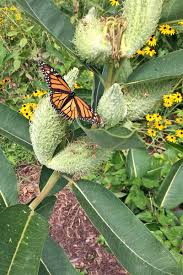 Milkweed plants are food for caterpillars but poisonous to humans. Milkweed Growing Guide How To Grow Asclepias Gardener S Path