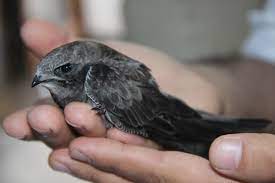 ruyada kus yavrusu gormek