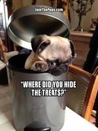 Pin By Jennifer Burg Pelfrey On Pug Dose Of Deadly Cuteness Pugs Funny Funny Dog Memes Baby Pugs