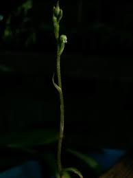 Image result for Zeuxine stammleri