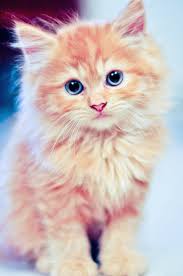 Amazing Beautiful Cats For Sale In London Great Cats Pretty Cats Cute Cats