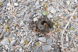 Image result for marten poop