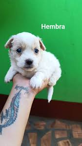 El es Teodoro labrador macho castrado de ya 10 años de edad, se perdió el  martes 4 del barrio Santa Teresita calle 32 entre 17a y 17bis a la vuelta  del club