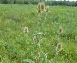 Image result for Dipsacus pinnatifidus