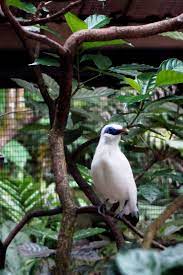 Bali Mynah A Critically Endangered Species Critically Endangered Species Endangered Species Species