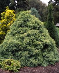 Image result for Xerophyta squarrosa