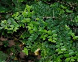 Image result for Dovyalis lucida