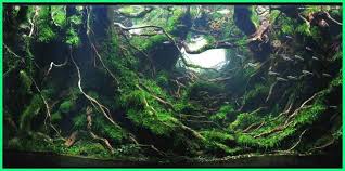 Namun, ada pula beberapa tanaman aquascape yang bisa hidup tanpa co2. Aquascape Seni Menata Akuarium Dunia Fauna Hewan Binatang Tumbuhan Akuarium Ikan Akuarium Ikan Air Tawar