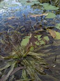 Image result for Blyxa aubertii