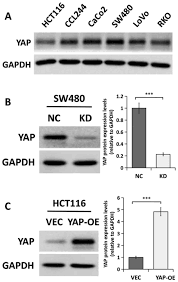 For more information and source, see on this link : Yap Promotes The Proliferation And Migration Of Colorectal Cancer Cells Through The Glut3 Ampk Signaling Pathway