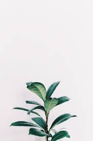 Flower aesthetic aesthetic images aesthetic backgrounds aesthetic drawing aesthetic wallpapers aesthetic vintage white aesthetic green and dreamy. Green And White Aesthetic Wallpapers Top Free Green And White Aesthetic Backgrounds Wallpaperaccess