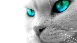 A collection of the top 58 cat wallpapers and backgrounds available for download for free. 40 Cool Cat Hd Wallpaper On Wallpapersafari