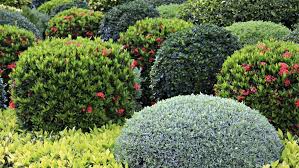 Maybe you would like to learn more about one of these? Some Favorite Cold Zone Shrubs