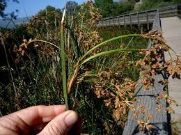 Image result for Schoenoplectiella juncea