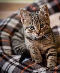 This subreddit is a public website. Want More Cute Cat Photos Check Out Our Website By Clicking The Photo Cutecats Catloverscommunity Cats Kitten Chats Et Chatons Chat Mignon Chats Adorables