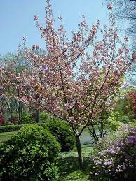 80 years later, cherryhill is still 100% australian owned and our family proudly carries on our cherry growing tradition with diligence and passion to produce australia's finest cherries. Prunus Serrulata Kwanzan Kwanzan Japanese Flowering Cherry Prunus Plants Plant Finder