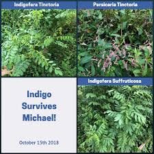 Image result for Indigofera sordida