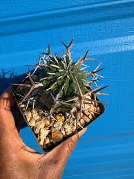 Image result for Euphorbia plenispina