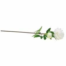 Maybe you would like to learn more about one of these? Pfingstrose Weiss 72cm 66622 Einkaufen In Der Schweiz