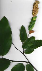 Image result for Flemingia strobilifera