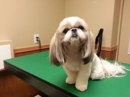 Pin By D 1969 On Shih Tzu Shih Tzu Grooming Shih Tzu Haircuts Shih Tzu