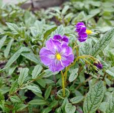 Image result for Solanum sp.no.2