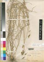 Image result for Dactyloctenium geminatum