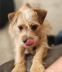 Has anyone used royal canine chi formula? I am thinking of using this chi  puppy formula for my pup along with her meat and veggies....how are they