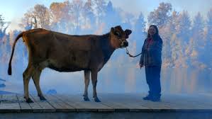 First cow is an astonishing masterwork of cinema. A Cow At 8 00 Am Is Different Than A Cow At 2 00 Am Animal Trainer Lauren Henry On First Cow Filmmaker Magazine