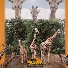 At present we own a finca, restaurant and organize camel rides. April The Giraffe Official Animal Adventure Park