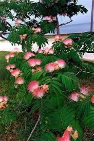 There are also a few online sites that will ship plants. Amazon Com 25 Mimosa Persian Silk Tree Albizia Julibrissin Seeds Plant Seed And Flower Products Garden Outdoor