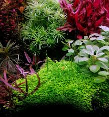 Image result for Hetaeria heterosepala