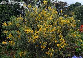 What are some names of flowering bushes? Plant Identification Closed Big Bush With Yellow Flowers 1 By Barranquilla