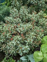 Image result for Pieris japonský little heath obrázek