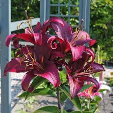Lilien Fur Anfanger Sie Verzeihen Viel Und Bluhen Uberschwanglich Teil 2 Die Lilie Ist Eine Der Beliebtesten Zie Flower Seeds Flowers Perennials Plant Roots