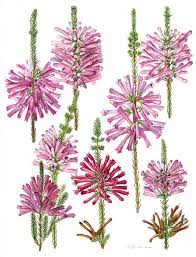 Image result for Erica wildii